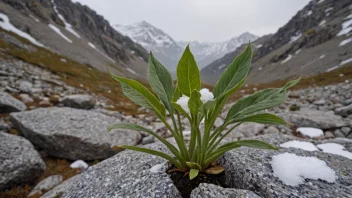 En bergdølmo med små, grønne blader og en sterk stengel, som vokser i et hardt, fjellendt miljø.