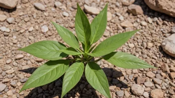 En Furulys-plante som vokser i et tørt og steinete terreng, med sine nålformede blader godt synlige.