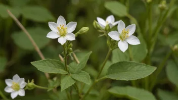 En hundsvotten-plante med sine unike blomster og delikate utseende.