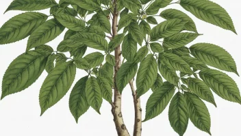 Et bilde av Fraxinus-treet, også kjent som Ask-treet.